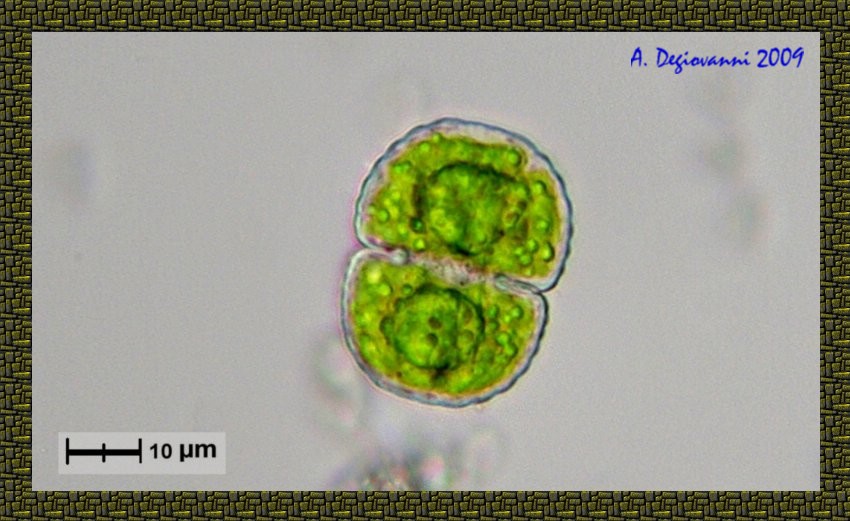 Cosmarium crenatum ?